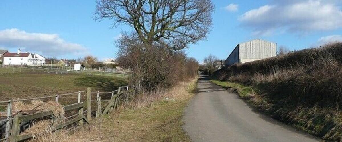 A narrow rural road flanked by a wooden fence and a large tree.