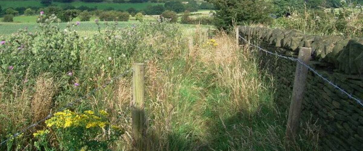 Footpath to Lascelles Hall Looking back to Houses Hill