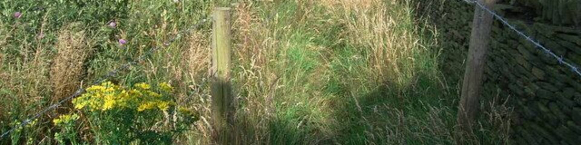 Footpath to Lascelles Hall Looking back to Houses Hill