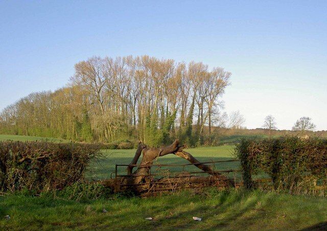 Copse and gate Within hearing distance of the A1m.