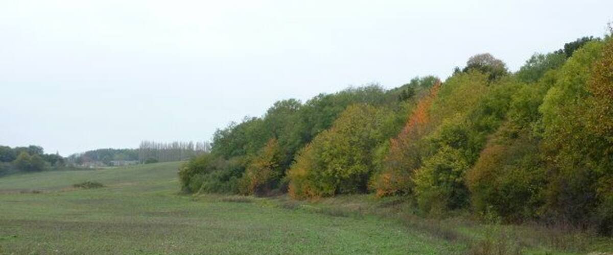 A rural landscape with a field, a dirt path, and a line of trees with autumn foliage.
