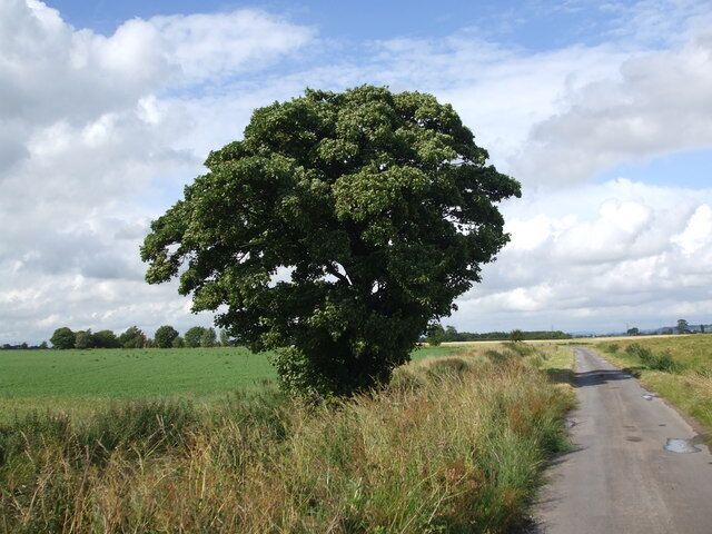 Tree next to Carr Lane and Luddington Main drain