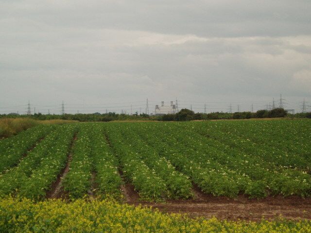 Potato field and new Plantation towards Keadby Power Station