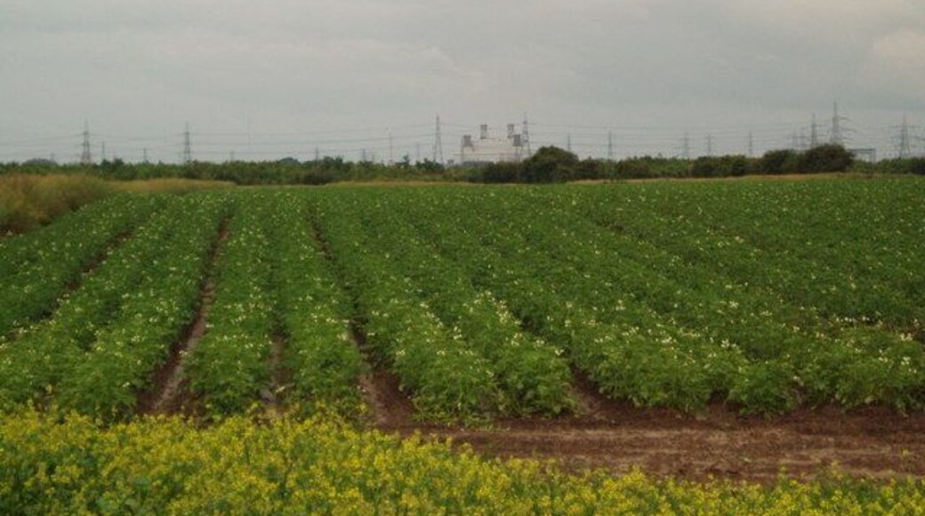 Potato field and new Plantation towards Keadby Power Station