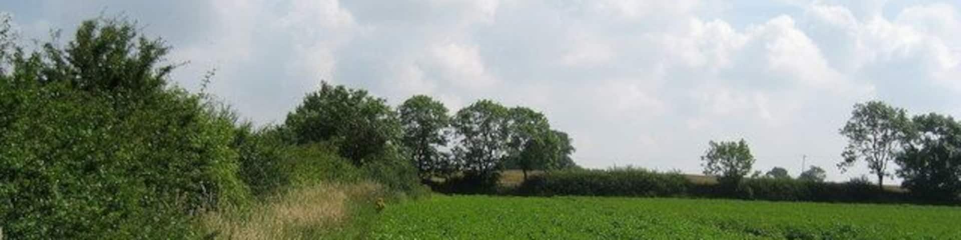 A green field with a dirt path and trees in the background.