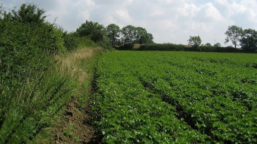 Potato Field near Rush Farm Seems a favoured crop in this area.