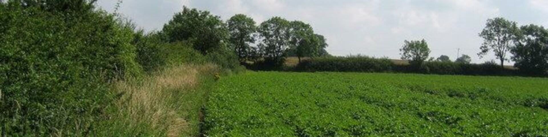 Potato Field near Rush Farm Seems a favoured crop in this area.