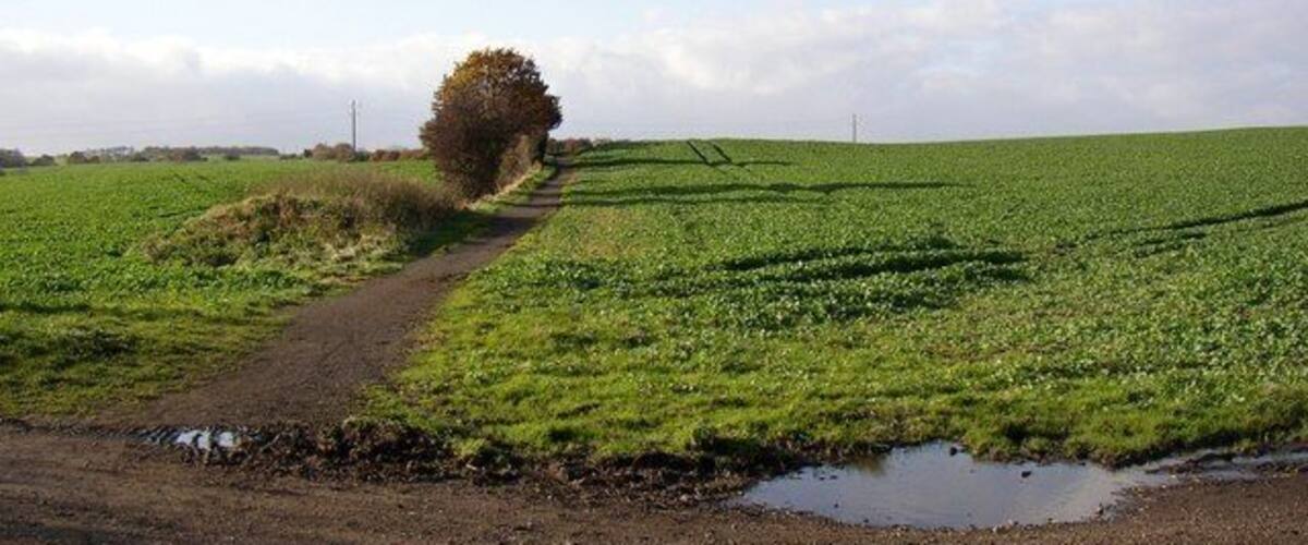 A rural landscape with a dirt path, green fields, a solitary tree, and a puddle.