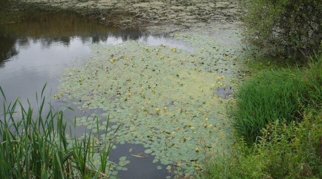 Treeton Dyke southern corner A good area for dragonflies on the edge of Treeton dyke