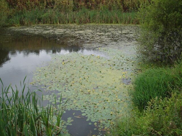 A pond with lily pads and surrounding greenery.