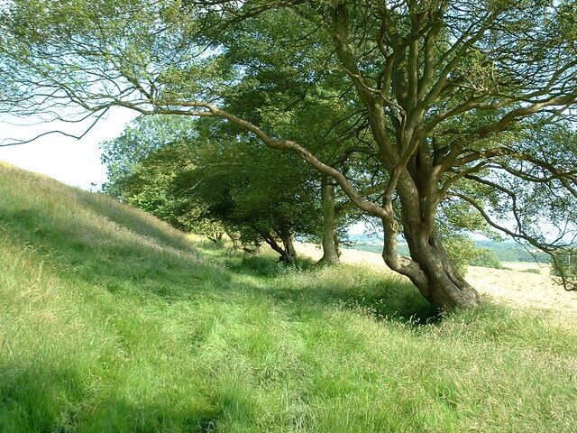 Grassy bridleway below Tolsford Hill.