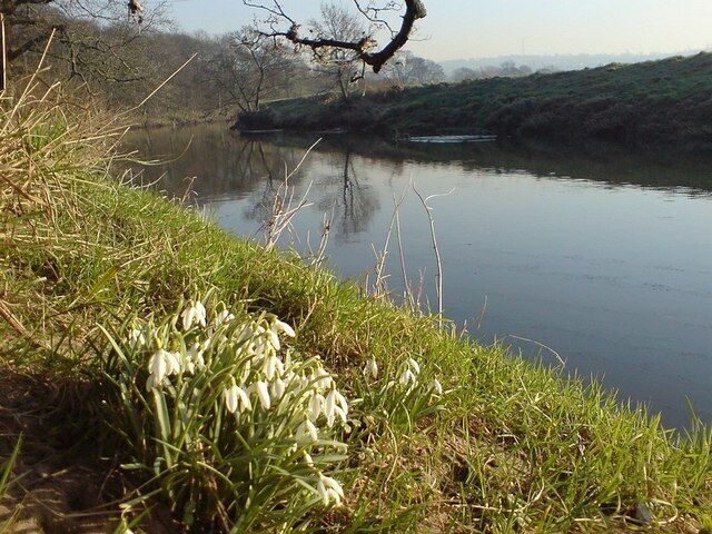 Snowdrops by the River Aire