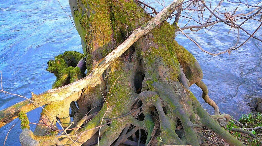 Tree Root, by the River Aire, Calverley