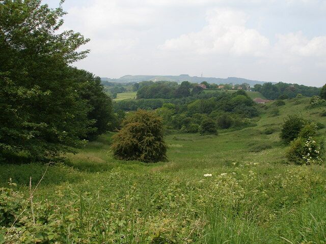 A lush green landscape with rolling hills, dense trees, and a small bush in the foreground.