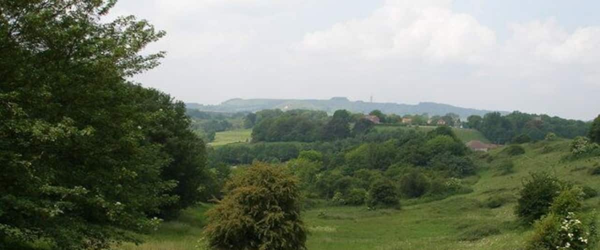 A lush green landscape with rolling hills, dense trees, and a small bush in the foreground.