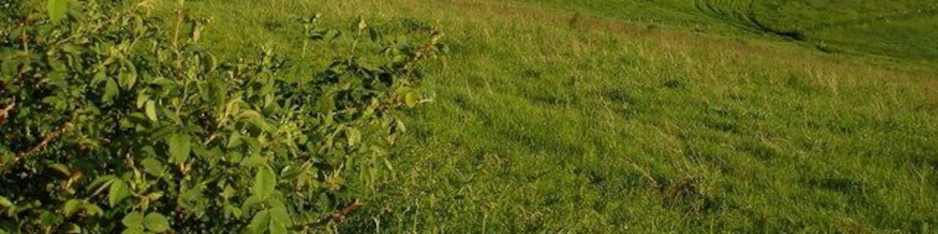 Looking across the North Downs Area of Outstanding Natural Beauty Towards the ancient woodland of Longcraft Wood to the right.