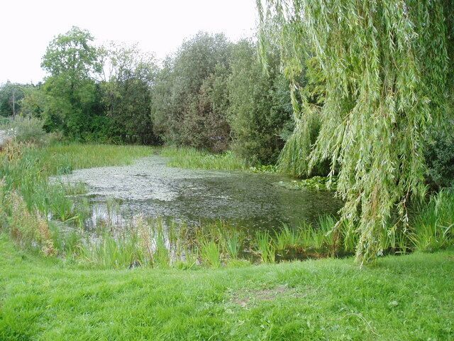 A pond surrounded by lush greenery and a willow tree.