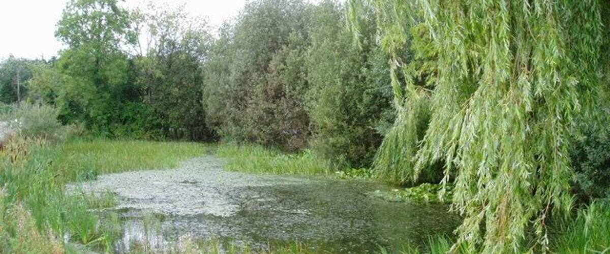 A pond surrounded by lush greenery and a willow tree.