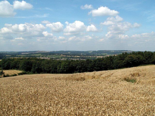Cornfield at Champany Hill Looking to Silkstone Fall Woods, Emily Moor Mast can be seen centre skyline.