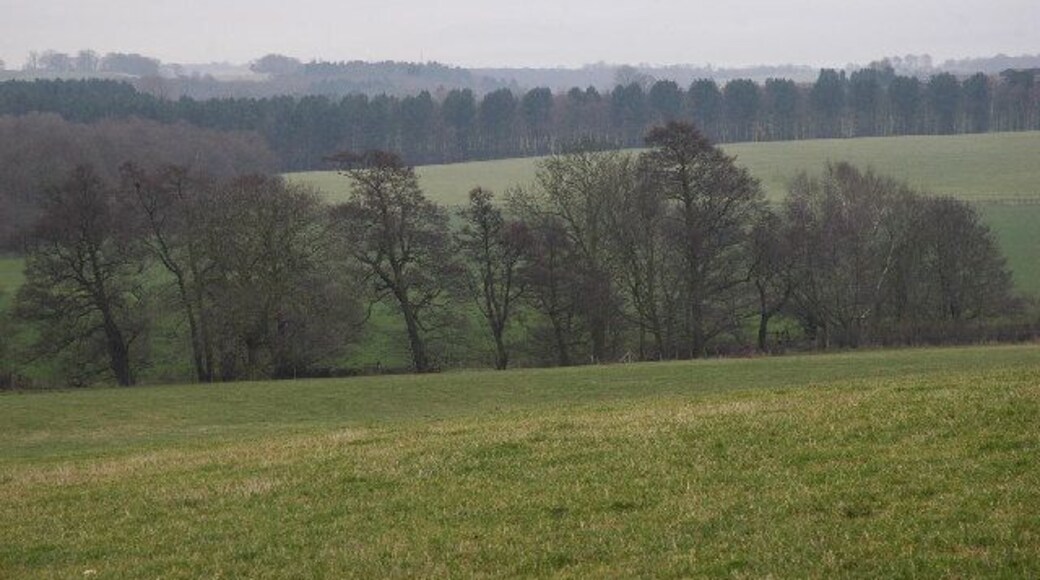 Alders along Crane Moor Dike. The open fields behind this line of alders are shown as woodland on the 1940s Ordnance Survey map. It may well have been cleared as part of the wartime campaign to increase agricultural production.