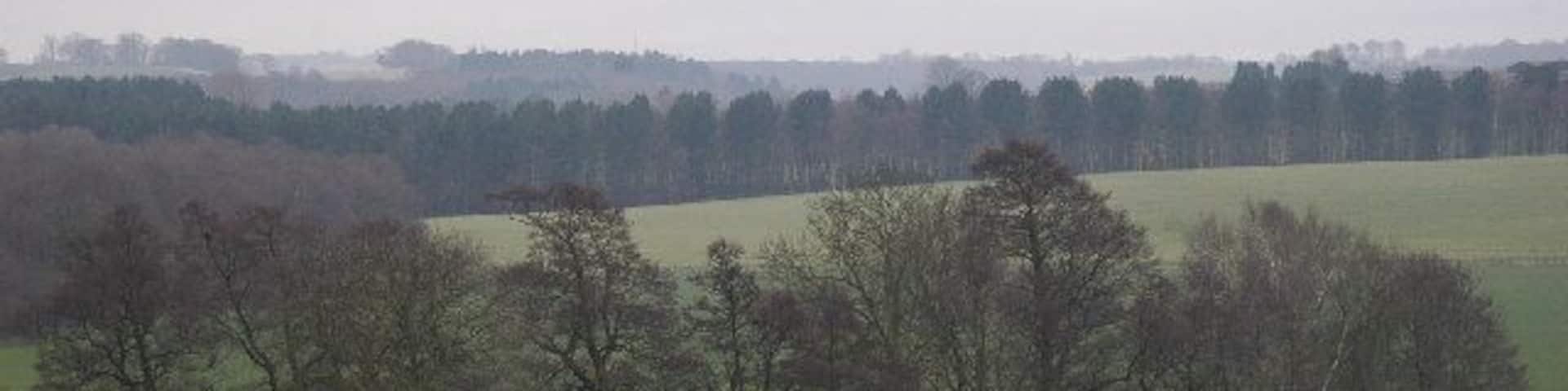 Alders along Crane Moor Dike. The open fields behind this line of alders are shown as woodland on the 1940s Ordnance Survey map. It may well have been cleared as part of the wartime campaign to increase agricultural production.