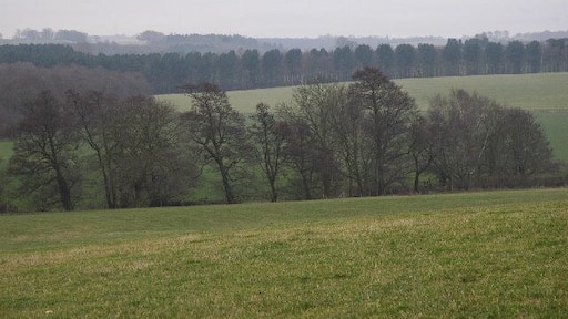 Alders along Crane Moor Dike. The open fields behind this line of alders are shown as woodland on the 1940s Ordnance Survey map. It may well have been cleared as part of the wartime campaign to increase agricultural production.