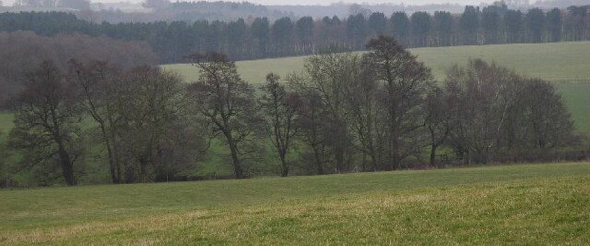 A rural landscape with a field, trees, and a distant tree line.