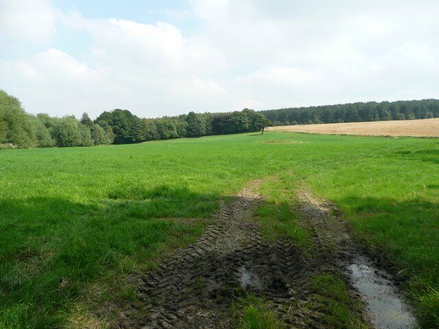 Farm track into grassland Several ornamental species of trees can be seen in the background, including a Cedar and a Copper Beech. This woodland is known as `The Old Park'.