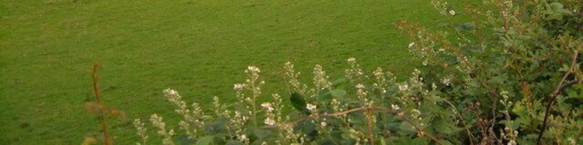 Crimple. Mill Cottages at Crimple seen across a field from Crimple Lane.