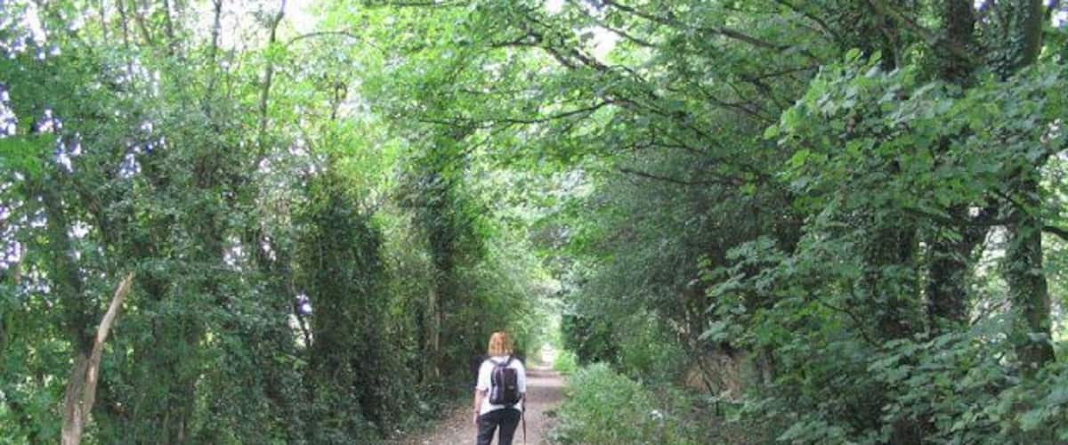 A person walking on a dirt path surrounded by dense green foliage.