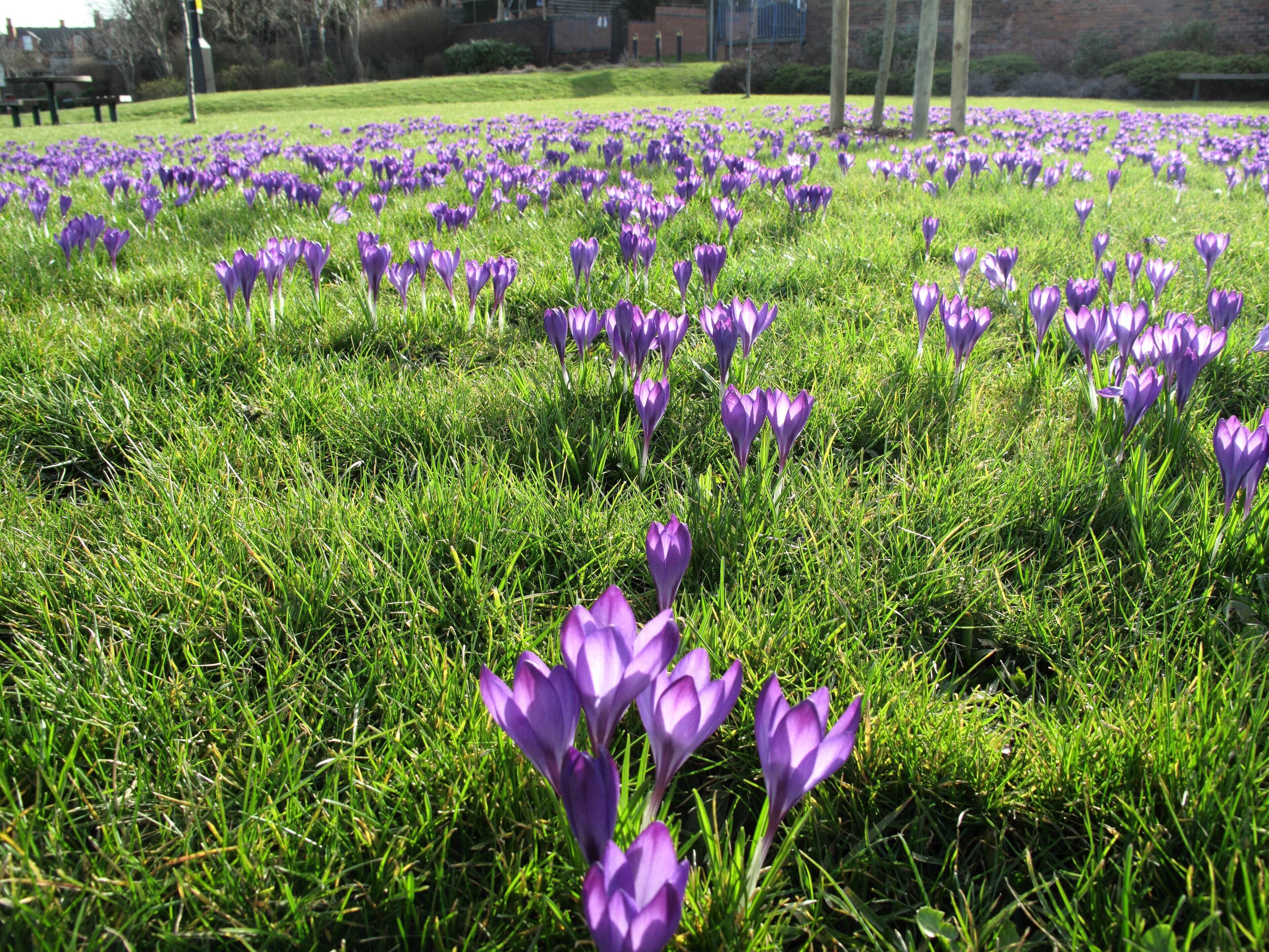 At last Tinsley Green crocuses in full bloom Park land
