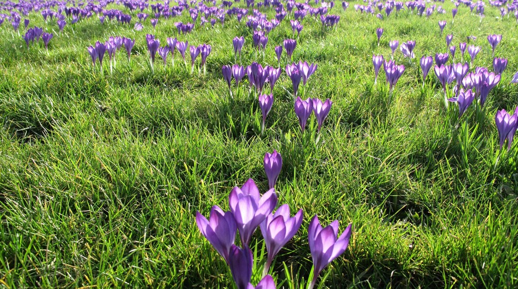 At last Tinsley Green crocuses in full bloom Park land