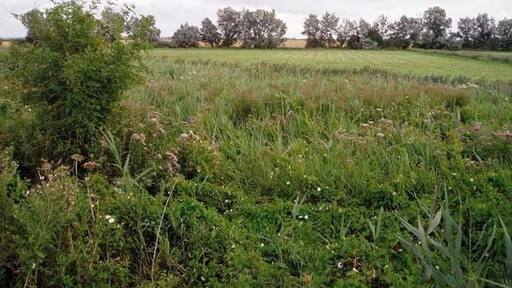 Teversham Fen landscape. Uncultivated reedy ground in the foreground, then hay meadow (I think - it looks as if it's been cut for hay), with the ubiquitous wheat fields beyond the trees - a typical scene from the Cambridgeshire fens.