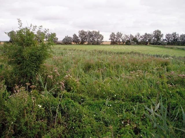 A grassy field with wildflowers and trees in the background.