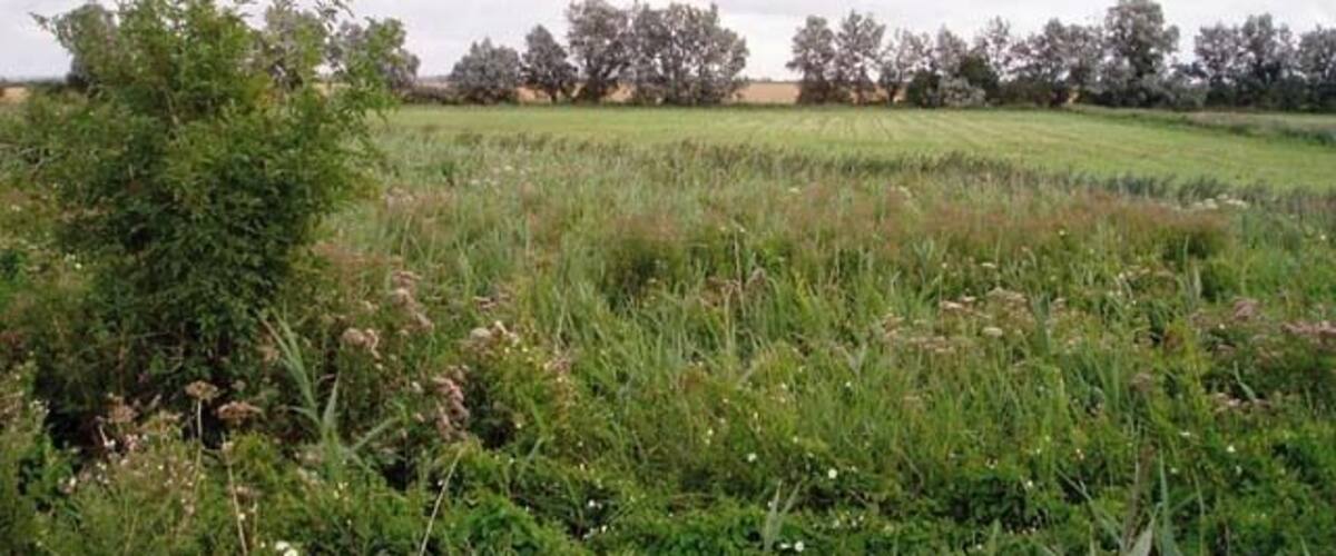 A grassy field with wildflowers and trees in the background.