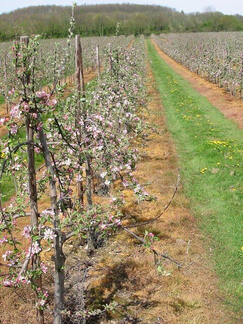 Viñedo con filas de árboles en flor y un sendero cubierto de césped.
