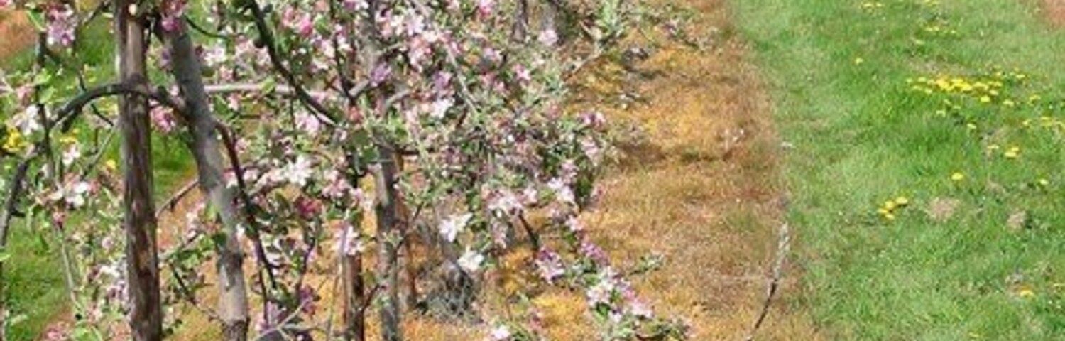 Viñedo con filas de árboles en flor y un sendero cubierto de césped.