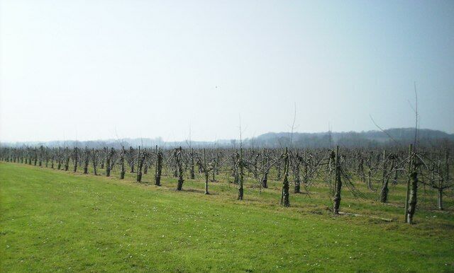 Orchard near Tonford Manor Part of the large Newmafruit farm.