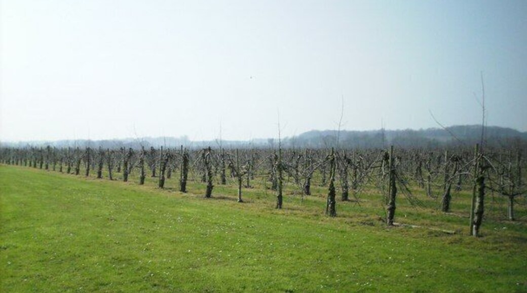 Orchard near Tonford Manor Part of the large Newmafruit farm.