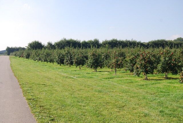 Orchards by the Stour Valley Walk