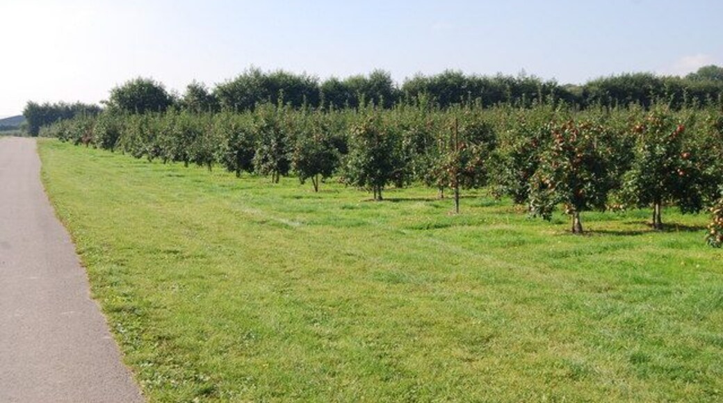 Orchards by the Stour Valley Walk