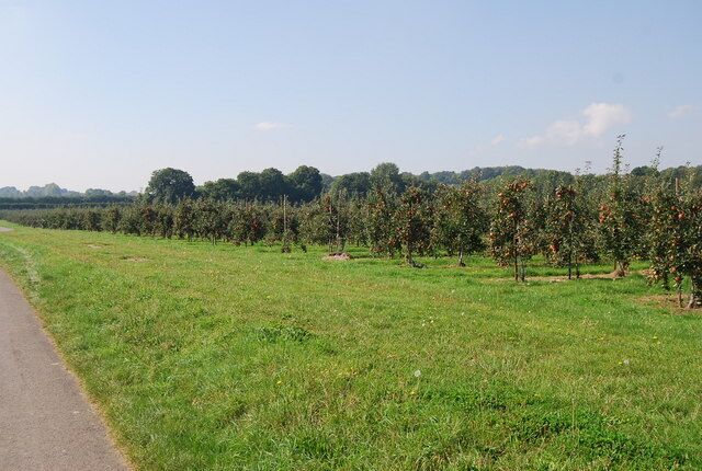 Orchards by the Stour Valley Walk