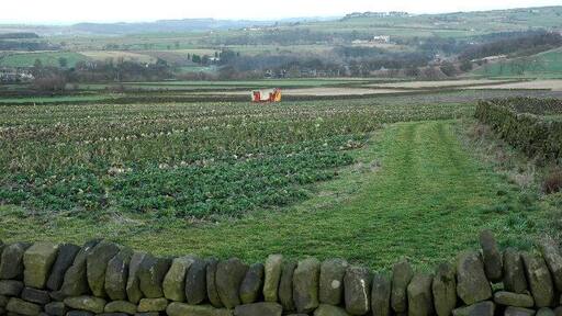 Brassicas above Penistone. A harvesting machine provides a patch of colour other than green, in a field of cabbages and brussels sprouts.