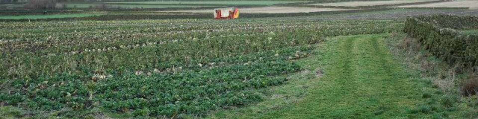 Brassicas above Penistone. A harvesting machine provides a patch of colour other than green, in a field of cabbages and brussels sprouts.