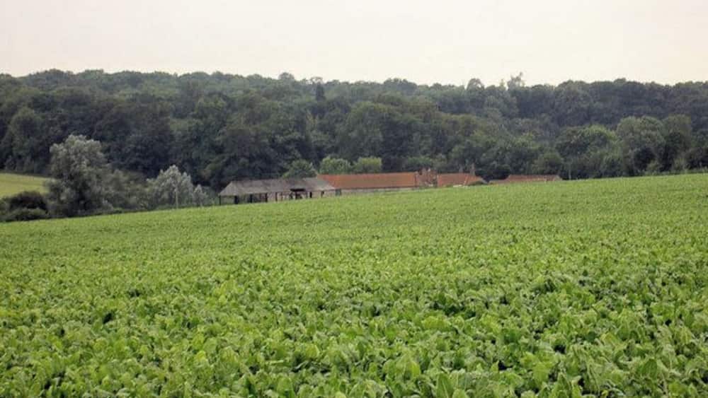 Ein weitläufiges Feld mit grünen Feldfrüchten und einem Gebäude im Hintergrund.