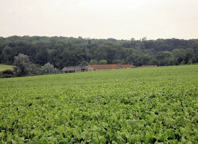 A vast field of green crops with a building in the background.