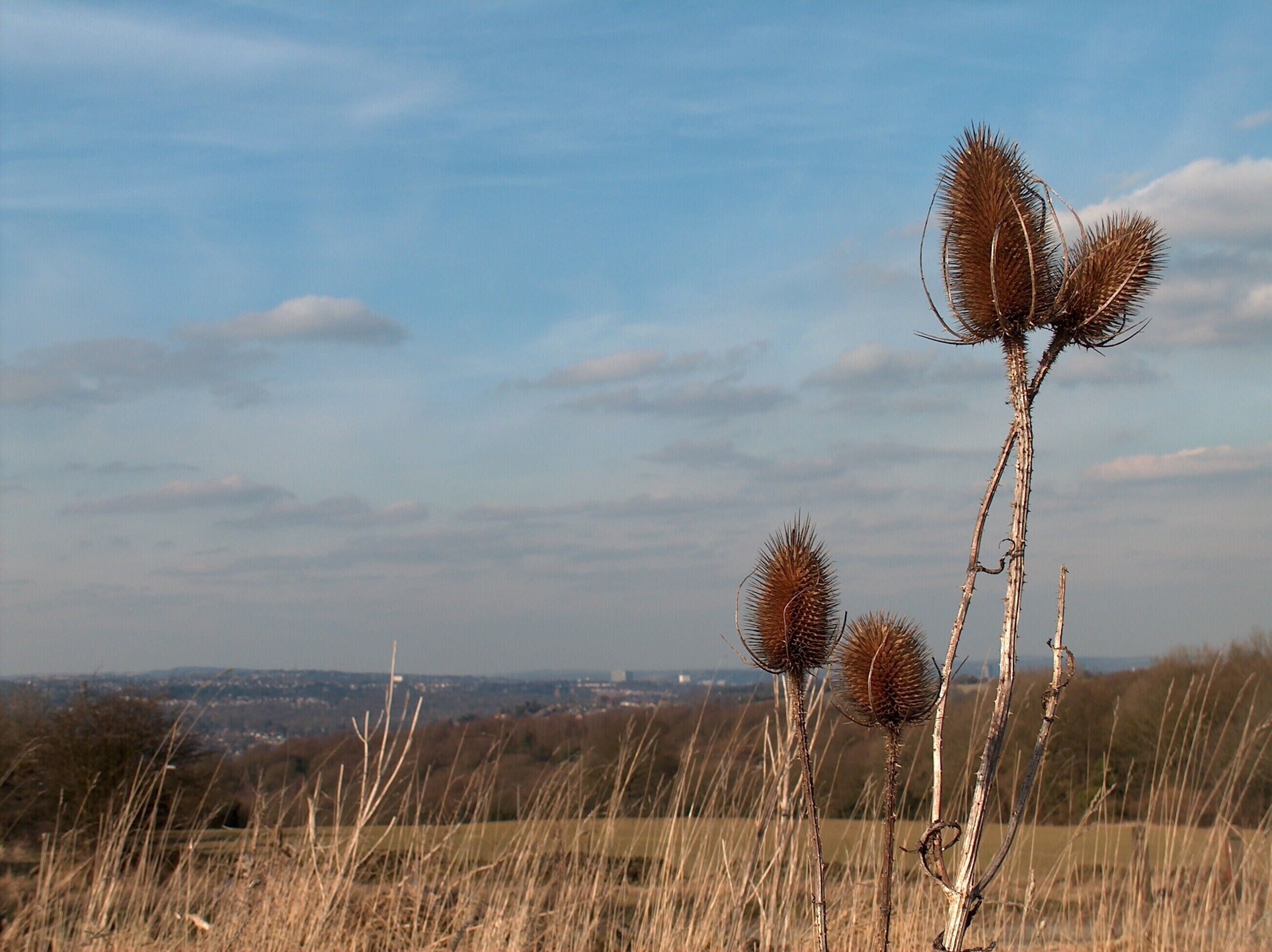 Teasels on Holmesfield Common looking north east to Sheffield Just below the horizon in the centre of the picture you can make out two large Sheffield buildings - The Royal Hallamshire Hospital and the University of Sheffield Arts Tower.