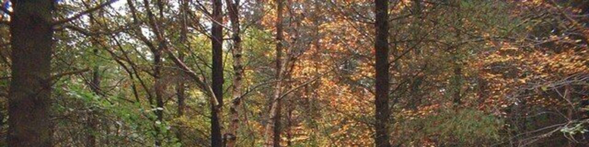 Royds Clough The pleasant woodland path which winds its way up the valley of Royds Clough from Corker Lane to Crawshaw Farm.