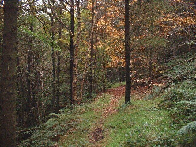 A forest path with trees and ferns.