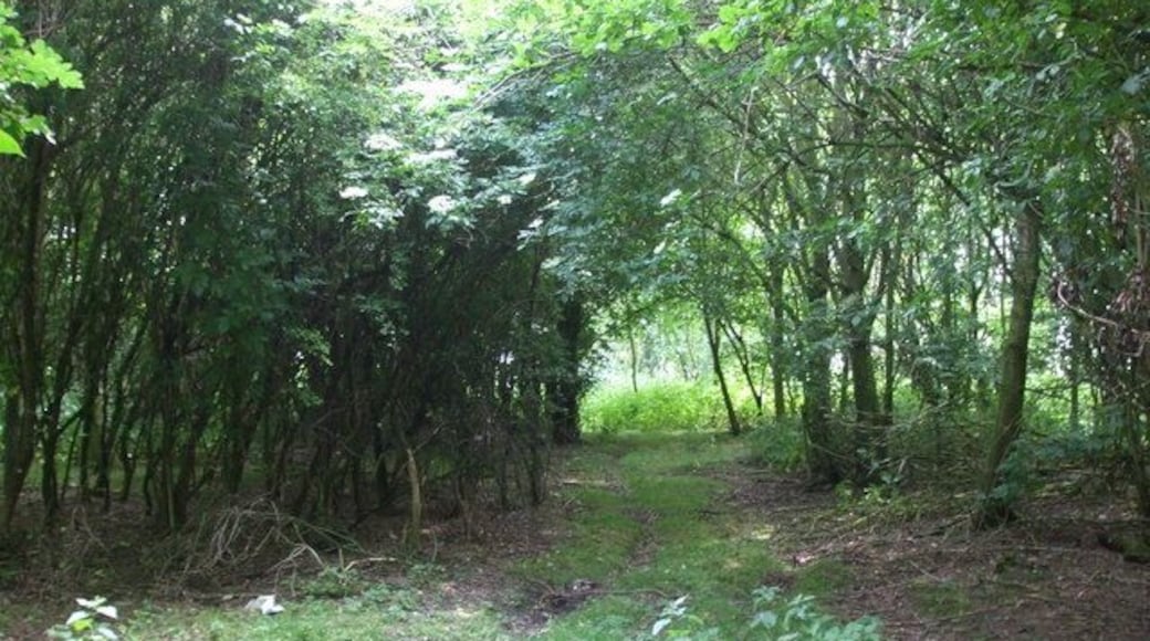 Ride in Stripe Close Plantation